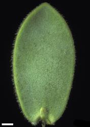Veronica amplexicaulis. Adaxial surface of a hairy leaf (V. amplexicaulis f. hirta). Scale = 1 mm.
 Image: W.M. Malcolm © Te Papa CC-BY-NC 3.0 NZ
